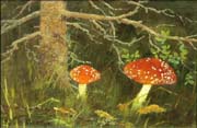 toadstools under the tree